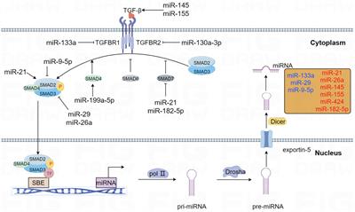 Regulation of idiopathic pulmonary fibrosis: a cross-talk between TGF-β signaling and MicroRNAs